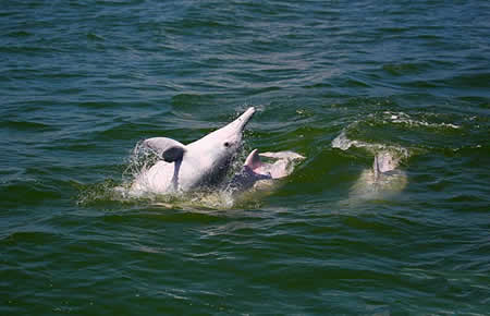 自然保护区——珠江口中华白海豚国家级自然保护区